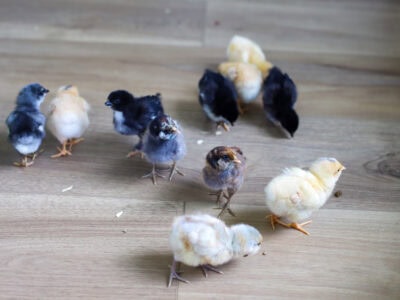 We have CHICKENS